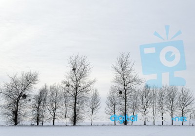 Trees Stock Photo