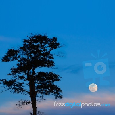 Trees And Full Moon At Night Stock Photo