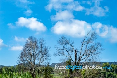 Trees And Mountains On A Bright Sky Stock Photo