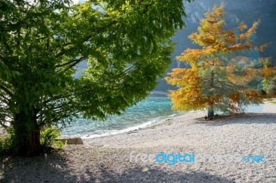 Trees At Riva Del Garda On The Shore Of Lake Garda Stock Photo