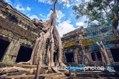 Trees Growing Out Of Ta Prohm Temple, Angkor Wat In Cambodia Stock Photo