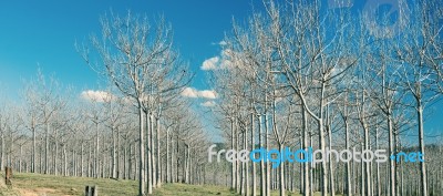 Trees In The Country Field  Stock Photo