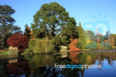 Trees In The Fall Stock Photo