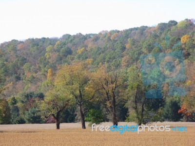Trees In The Fall Stock Photo