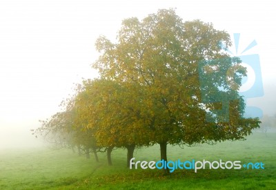 Trees In The Mist Stock Photo
