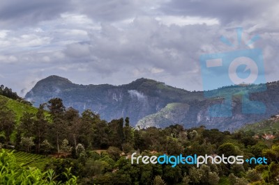 Trees With A Mountain In The Background Stock Photo