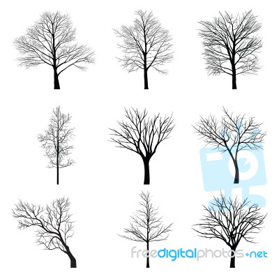 Trees With Dead Branch Stock Image