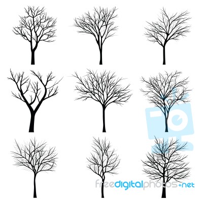 Trees With Dead Branch Stock Image