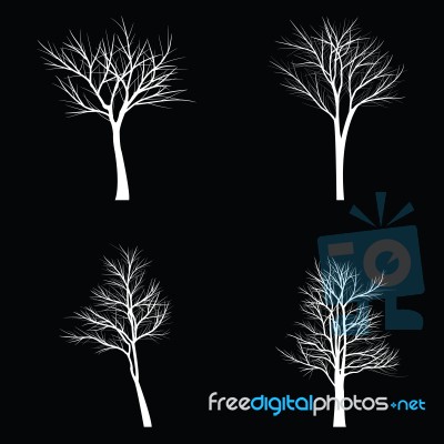 Trees With Dead Branch Stock Image