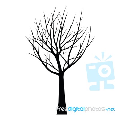 Trees With Dead Branch Stock Image