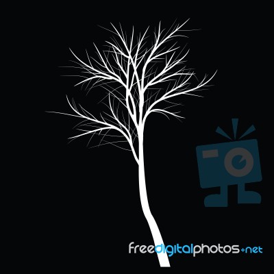 Trees With Dead Branch Stock Image