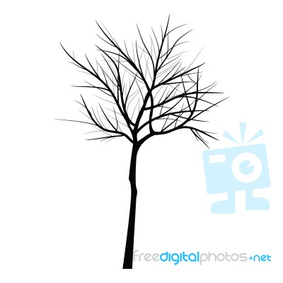 Trees With Dead Branch Stock Image
