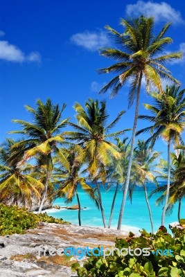 Tropical Beach With Palm Trees Stock Photo