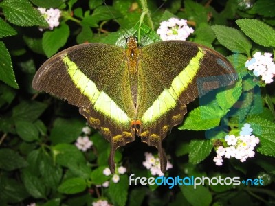 Tropical Butterfly Stock Photo