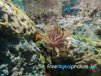Tropical Fish Lionfish Under  Water Stock Photo