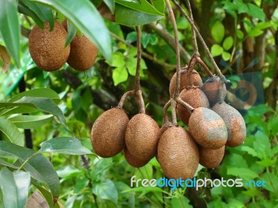 Tropical Fruit, Sapodilla Stock Photo