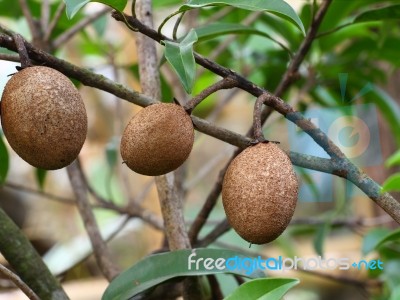 Tropical Fruit Sapodilla Stock Photo