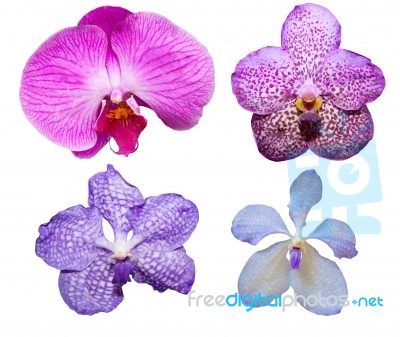 Tropical Orchid Flower Varieties Color And Kind Isolated On Whit… Stock Photo
