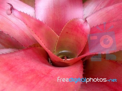 Tropical Plant (bromeliad, Pineapple Family) Stock Photo