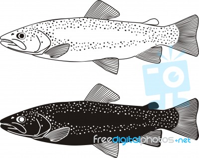 Trout Fish Stock Image