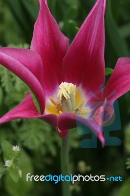 Tulip Stock Photo