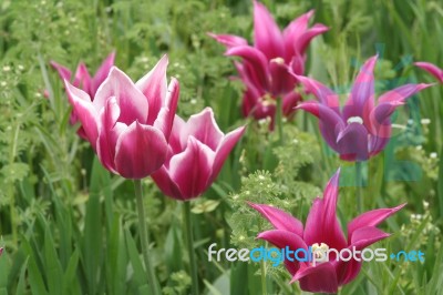 Tulip Stock Photo