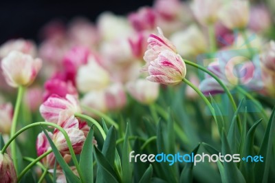 Tulip Stock Photo