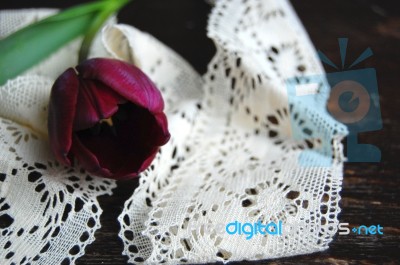 Tulip And Lace Stock Photo