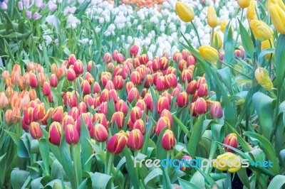 Tulip Field Stock Photo