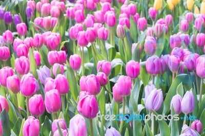 Tulip Field Stock Photo