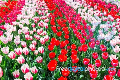 Tulip Field With Various Red Tulips In Rows Stock Photo