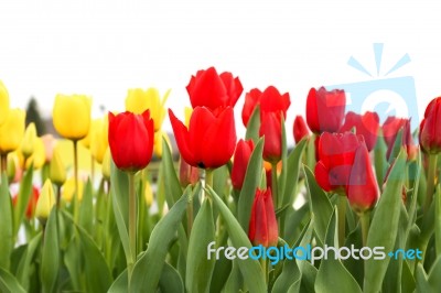 Tulip Flowers Stock Photo