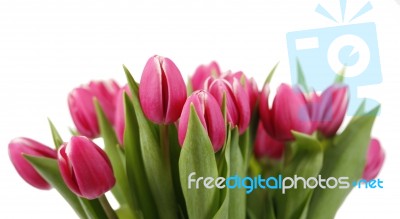 Tulips Stock Photo