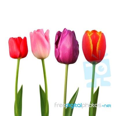 Tulips Stock Photo