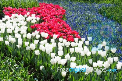 Tulips Field In Red And White With Blue Grape Hyacinths Stock Photo