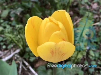 Tulips In The Garden Stock Photo Tulips In The Garden Stock Photo