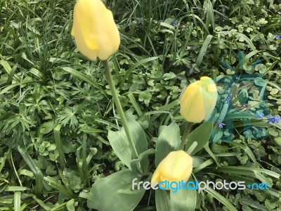 Tulips In The Garden Stock Photo