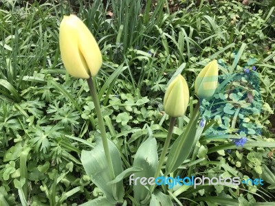 Tulips In The Garden Stock Photo