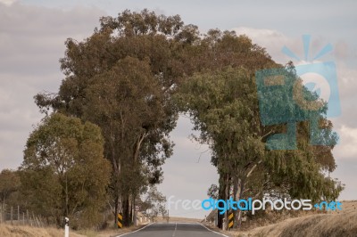 Tunnel Of Trees Stock Photo