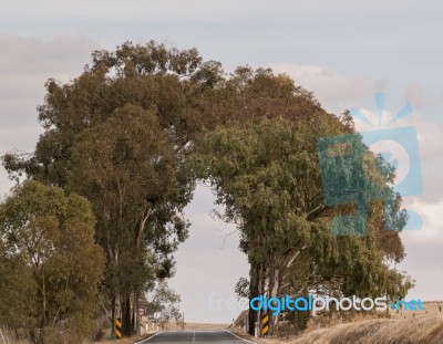 Tunnel Of Trees Stock Photo