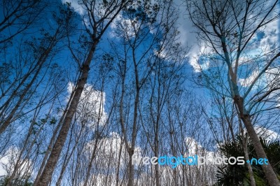 Turn Up View Of Rubber Tree ,with Blue Sky And Cloud Stock Photo