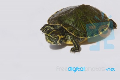 Turtle Stock Photo