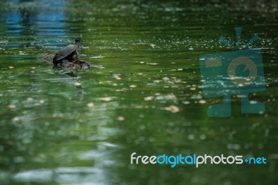 Turtle And Peaceful Stock Photo