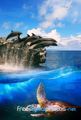 Turtle In Deep Sea Dolphin Junping And Sea Gull Flying Above Use For Natural Marine Life And Ocean Wild Life Background Stock Photo Turtle In Deep Sea Dolphin Junping And Sea Gull Flying Above Use For Natural Marine Life And Ocean Wild Life Background Stock Photo