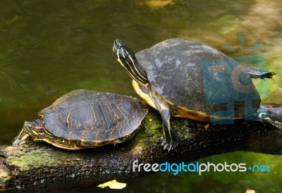 Turtles Stock Photo