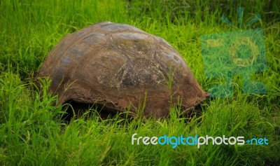 Turtles On Santa Cruz (galapagos) Stock Photo
