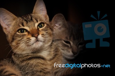 Two Adorable Kittens In The Barn With Black Background Stock Photo