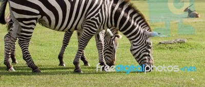 Two Beautiful Zebras On The Grass Field Stock Photo
