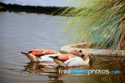 Two Brown Ducks, Drake Mallard Floating On The Water Stock Photo