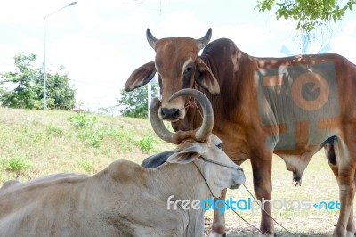 Two Cows Tease Snuggle Together In The Shade To Avoid Heat Of Th… Stock Photo